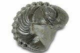 Wide, Partially Enrolled Morocops Trilobite - Morocco #310746-1